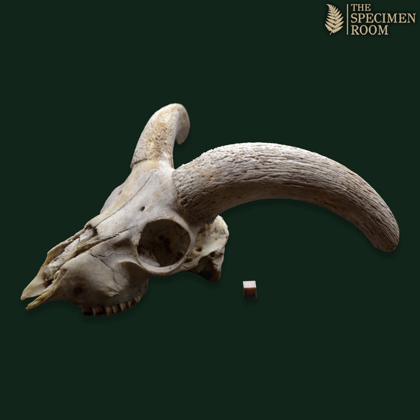 Ram Skull with Curved Horns | Natural Osteological Specimen