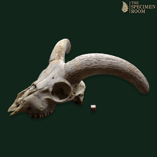 Ram Skull with Curved Horns | Natural Osteological Specimen