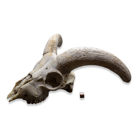 Ram Skull with Curved Horns | Natural Osteological Specimen