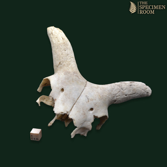 Small Goat Skull – Partial / Broken Specimen