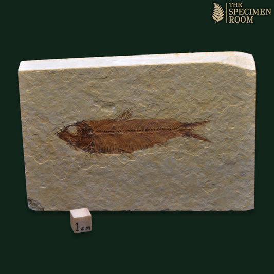 Knightia Fossil Fish - Green River Formation