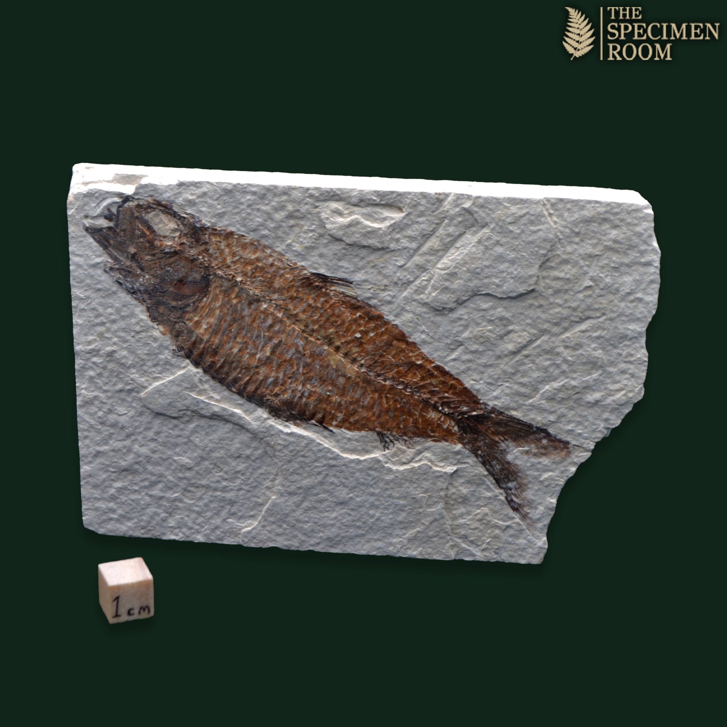 Knightia Fossil Fish - Green River Formation