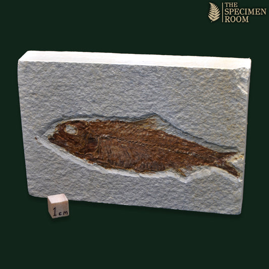 Knightia Fossil Fish - Green River Formation