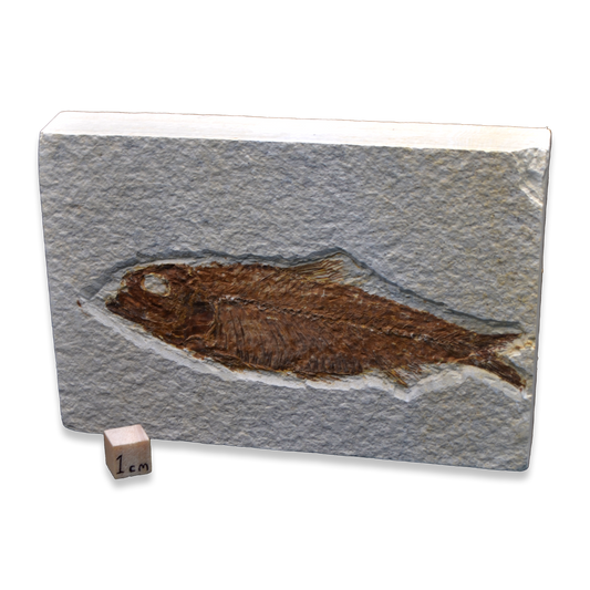Knightia Fossil Fish - Green River Formation