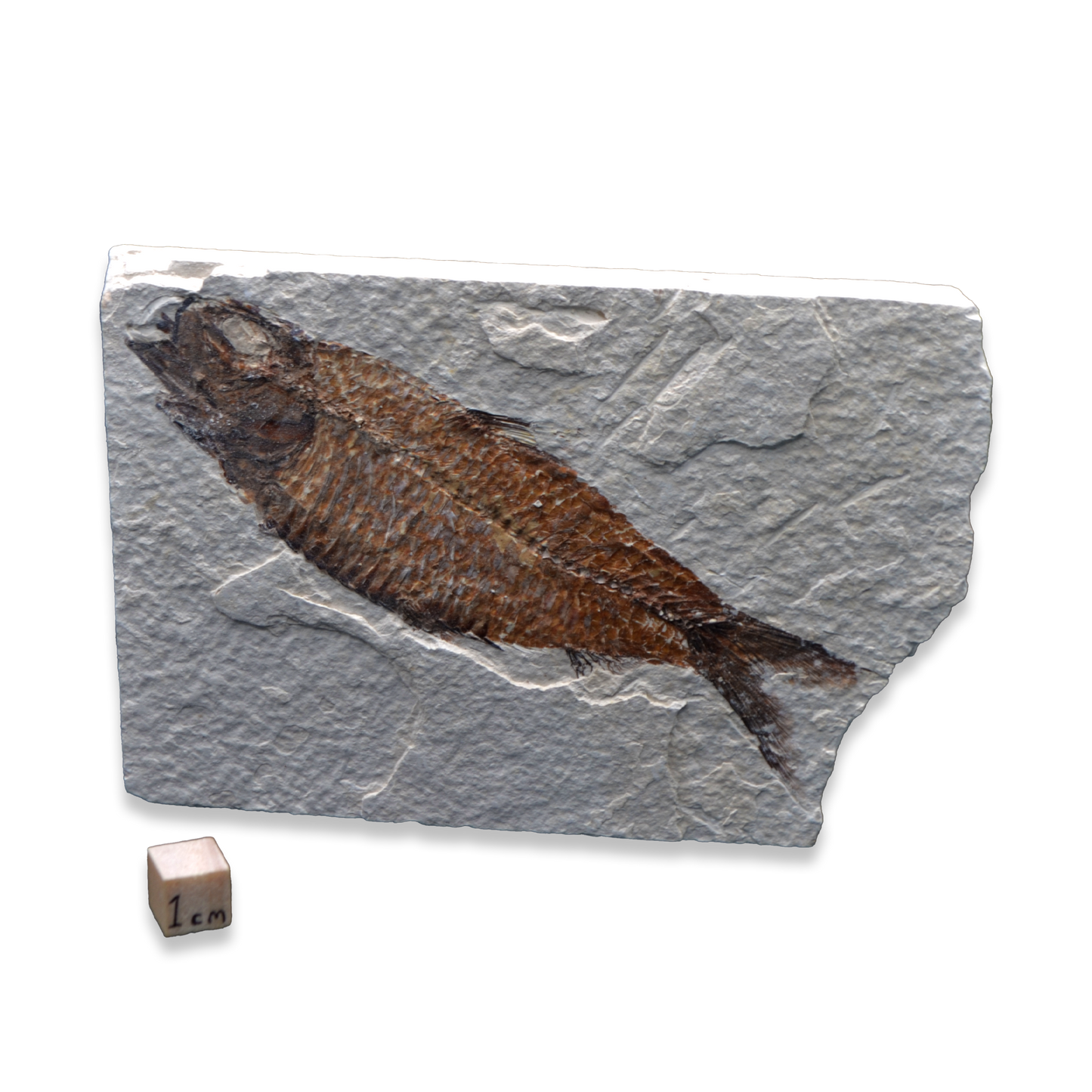 Knightia Fossil Fish - Green River Formation