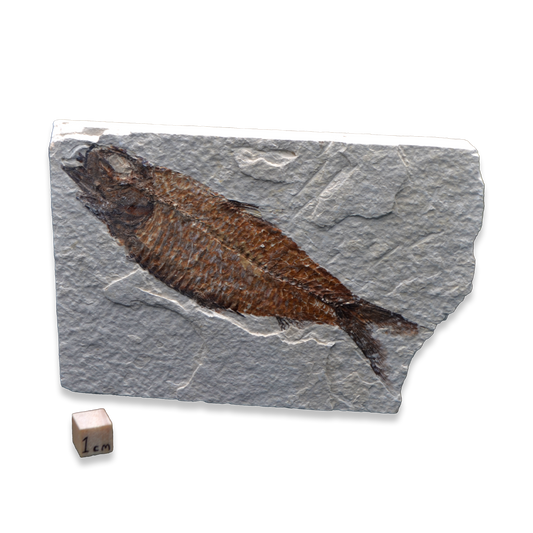 Knightia Fossil Fish - Green River Formation