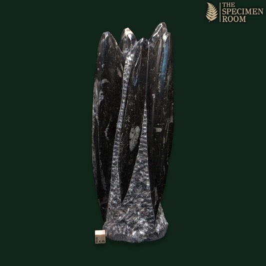 Orthoceras Sculpture