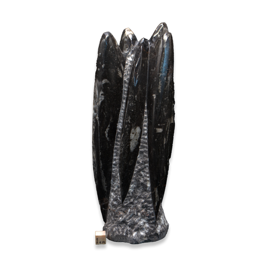 Orthoceras Sculpture