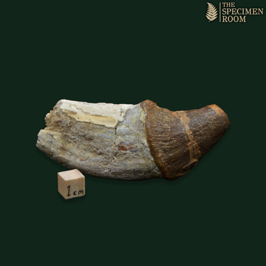 Pappocetus Fossil Tooth Fragment – Eocene Whale