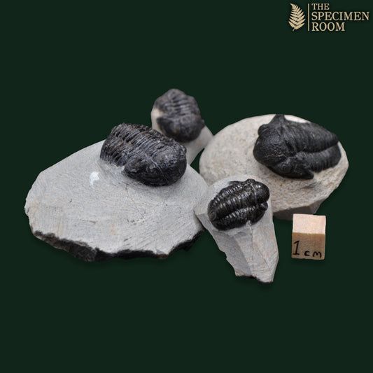 Proetid Trilobite on Matrix