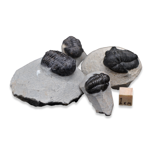 Proetid Trilobite on Matrix