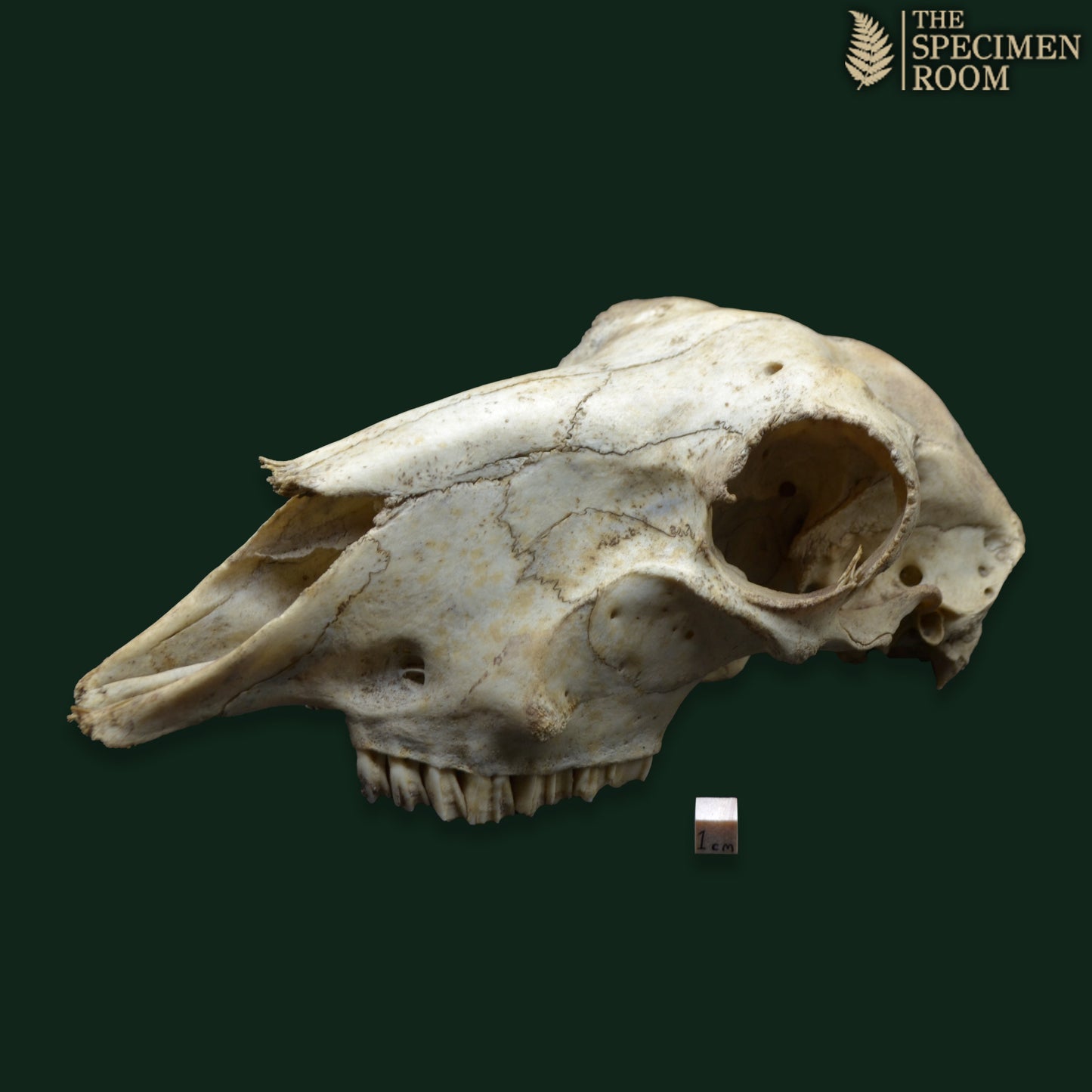 Domestic Sheep Skull (Ovis aries) – Natural Specimen