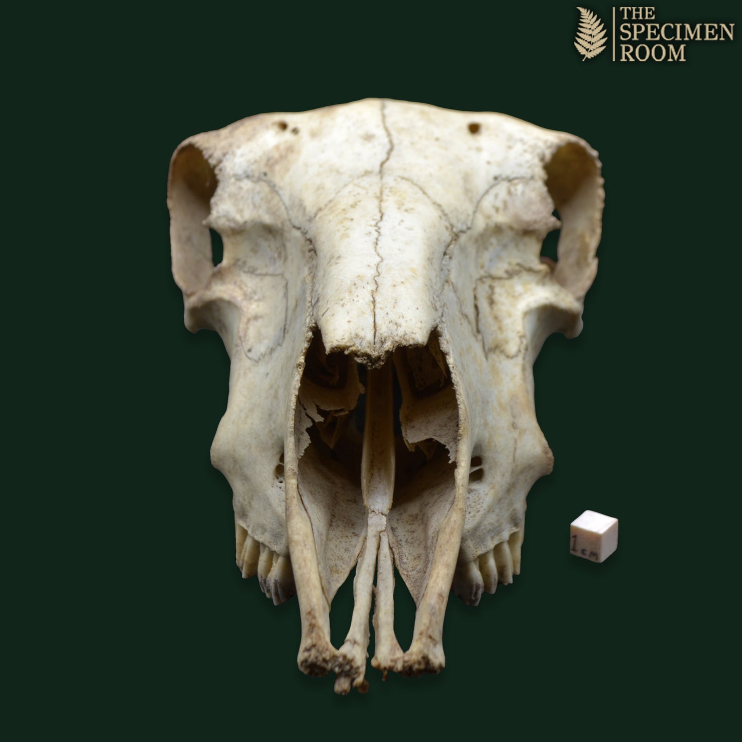 Domestic Sheep Skull (Ovis aries) – Natural Specimen