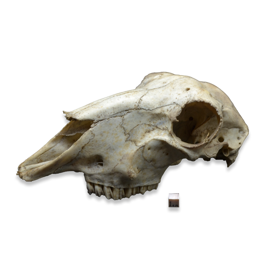 Domestic Sheep Skull (Ovis aries) – Natural Specimen