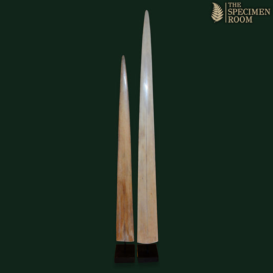 Pair of Mounted Swordfish Rostrum (Xiphias gladius) on Custom Pedestals